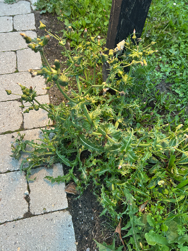prickly sowthistle