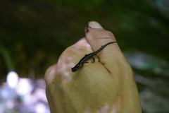 Plethodon metcalfi