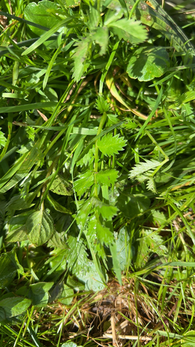 common silverweed