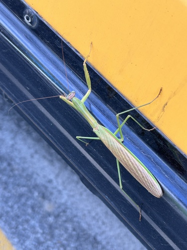 Chinese Mantis