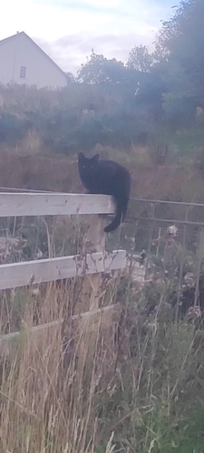 Domestic Cat