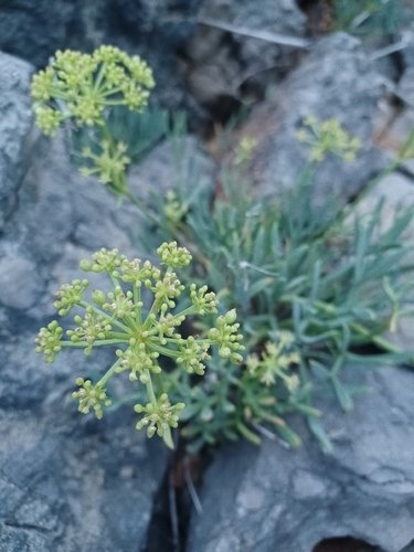rock samphire