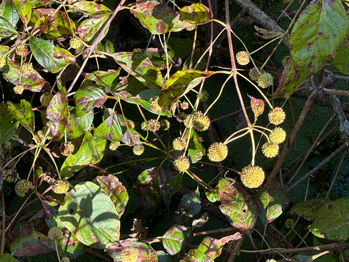 buttonbush