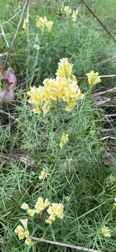 common toadflax