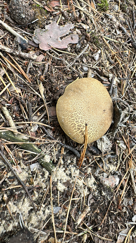 Red-cracking Bolete