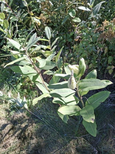 common milkweed