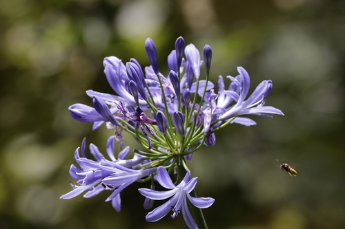 blue lily