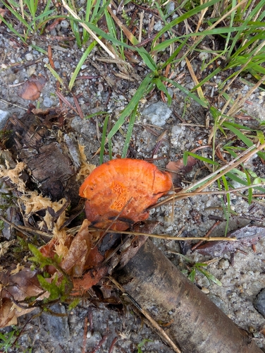 Northern Cinnabar Polypore