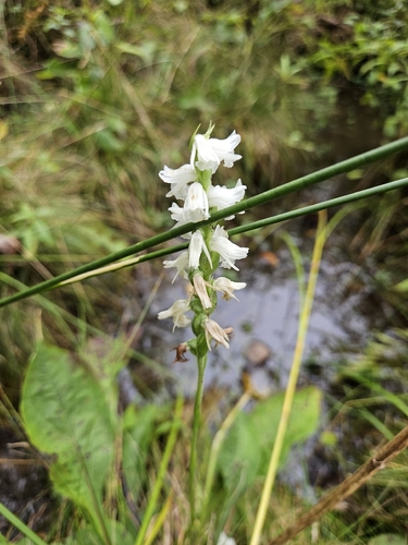 Spiranthes arcisepala, photograph 2