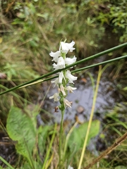 Spiranthes arcisepala, photograph (c) Chris Poling, some rights reserved (CC BY)