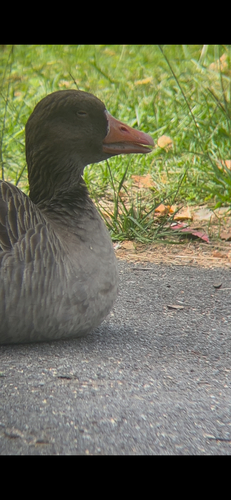 Greylag Goose