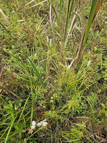 Spiranthes arcisepala, photograph 3