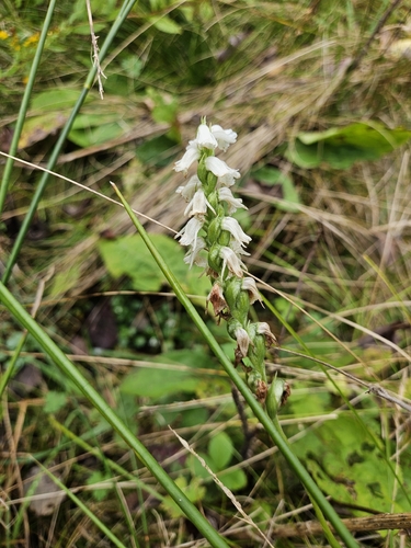 Spiranthes arcisepala, photograph 4