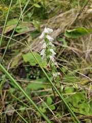 Spiranthes arcisepala, photograph (c) Chris Poling, some rights reserved (CC BY)
