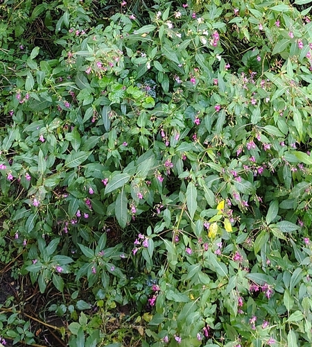 Himalayan balsam