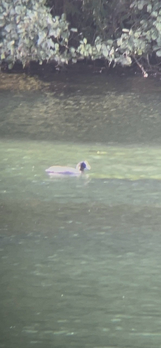 Eurasian Coot