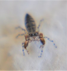 Cheliferoides segmentatus