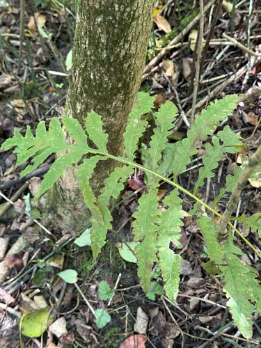 sensitive fern