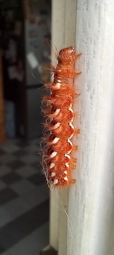 Knot Grass Moth