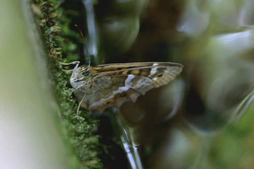 Madeiran Speckled Wood