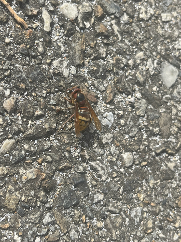 European Hornet