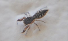 Cheliferoides segmentatus