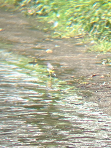 Grey Wagtail