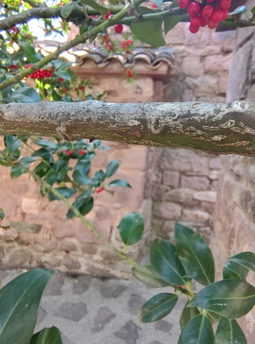 European holly