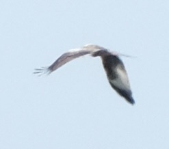 Red Kite