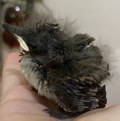 Tyrannus dominicensis
