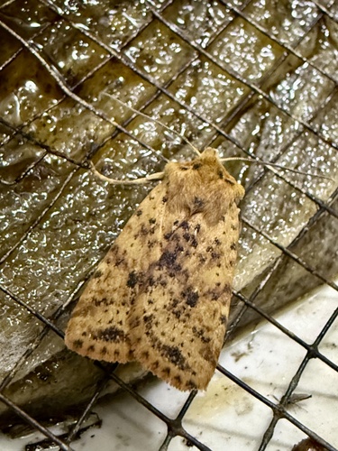 Dotted Chestnut