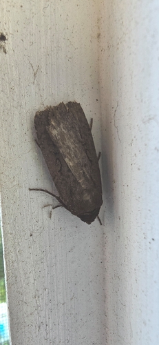 Clandestine Dart photo 5