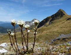 Gentianella montana montana