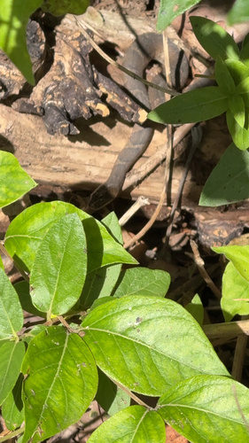 Common Watersnake
