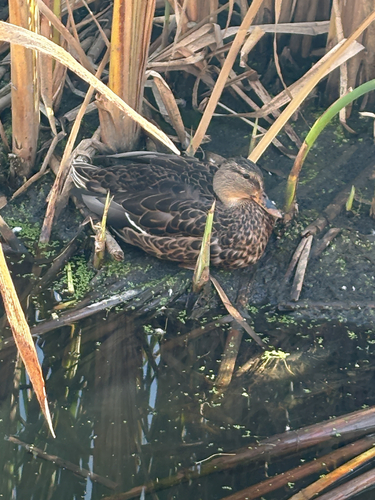 Mallard