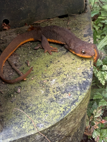 Rough-skinned Newt