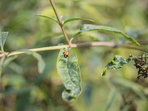 Seven-spotted Lady Beetle