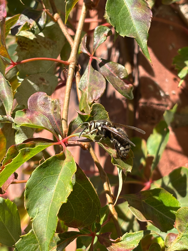 Bald-faced Hornet