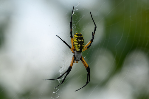 Yellow Garden Spider