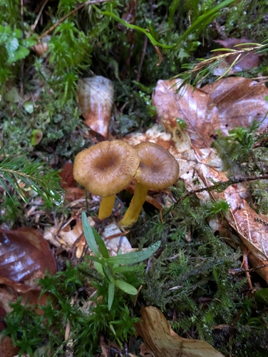 Yellowfoot