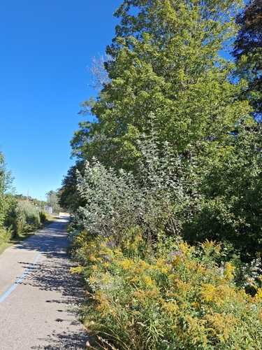 white poplar