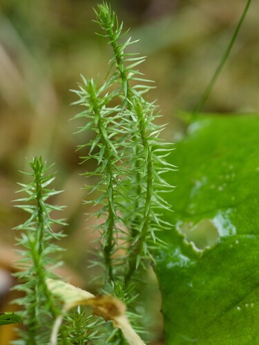 interrupted clubmoss