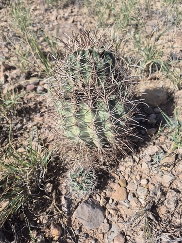 Smallflower Fishhook Cactus