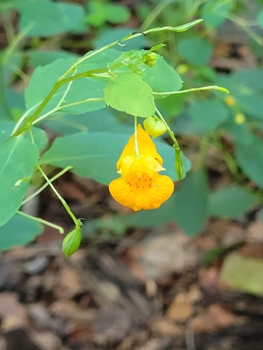 common jewelweed
