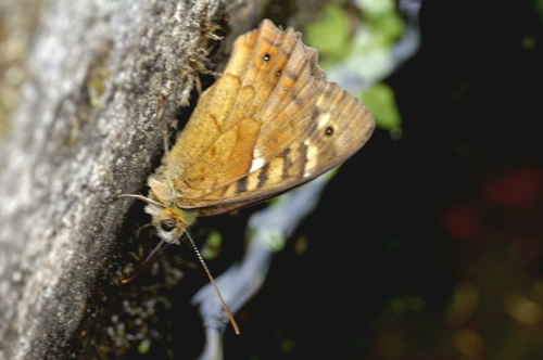 Madeiran Speckled Wood