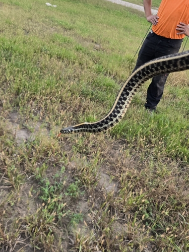 Plains Garter Snake