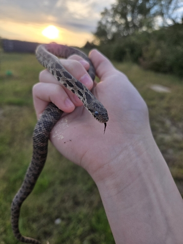Western Foxsnake