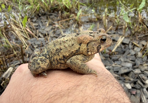 American Toad