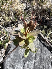 (c) Matt Berger, some rights reserved (CC BY) Rhododendron lapponicum, photograph (c) Matt Berger, some rights reserved (CC BY)