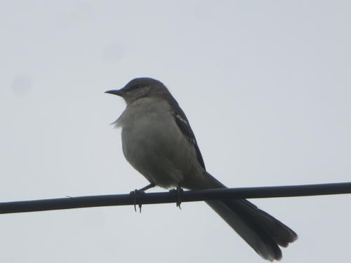 Northern Mockingbird